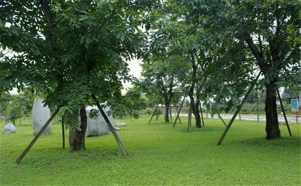成都市三十八中學(xué)的高考升學(xué)率是多少？