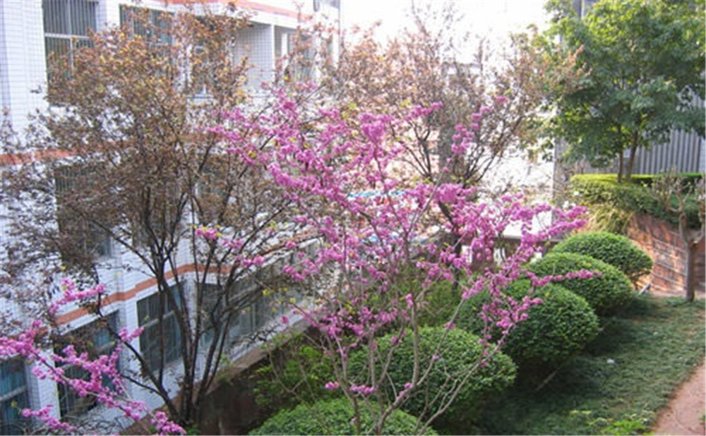 三星中學(xué)去年的錄取分數(shù)是多少？
