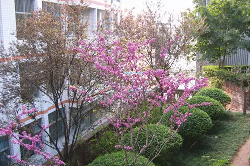 三星中學(xué)的本科升學(xué)率是多少？
