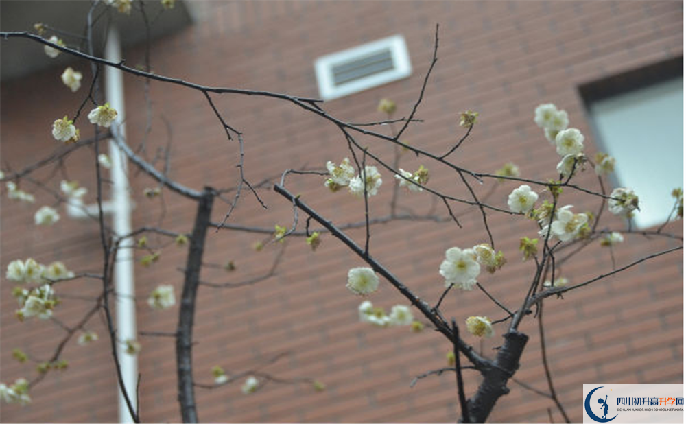 成都樹(shù)德中學(xué)光華校區(qū)自主招生中考網(wǎng)上怎么報(bào)名？